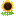 🌻